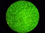 Leishmania por técnica IFI